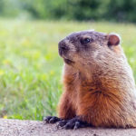 Groundhog Day Groundhog