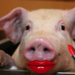 Lipstick on a Pig