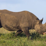 RINOs--Donor Class Whores