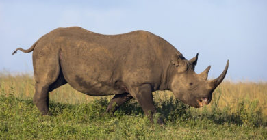 RINOs Exposed Themselves RINOs--Donor Class Whores