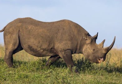 RINOs--Donor Class Whores