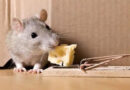 Mouse Cheese