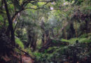 Trees for the Forest