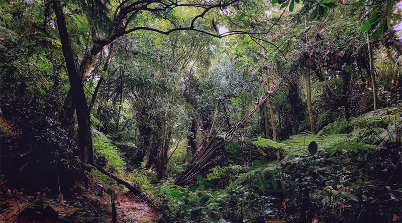 Trees for the Forest